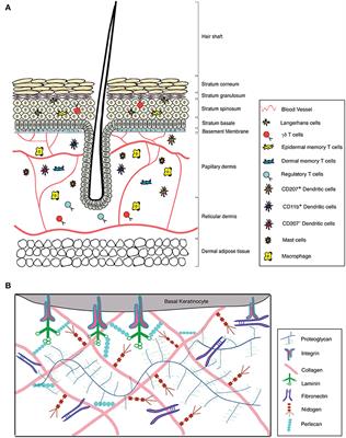 Unraveling the ECM-Immune Cell Crosstalk in Skin Diseases